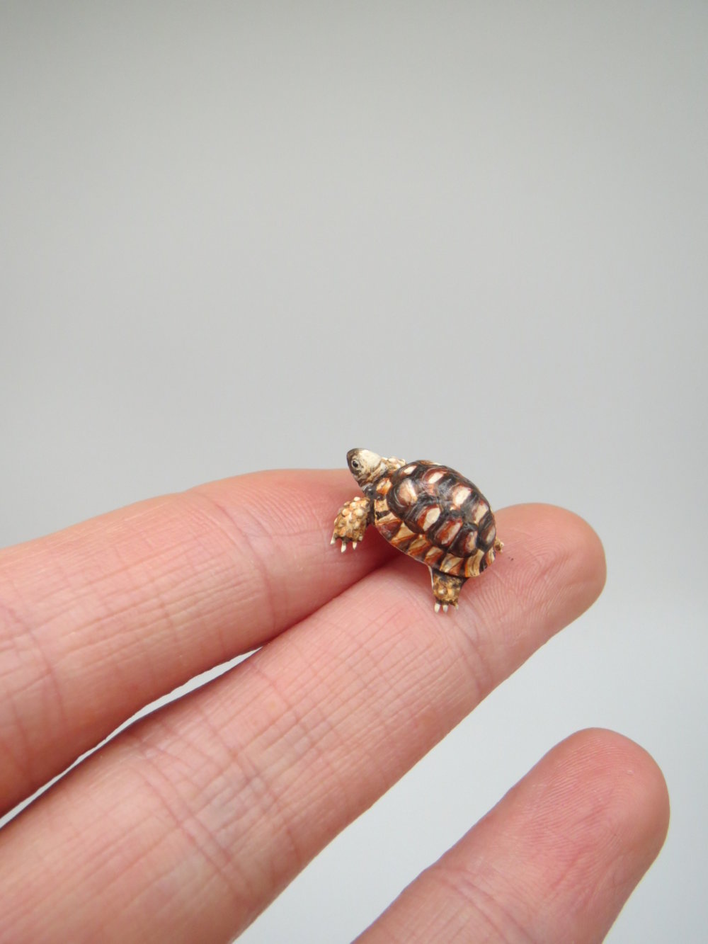 Hyper Accurate Miniature Animals By Fanni Sandor 11
