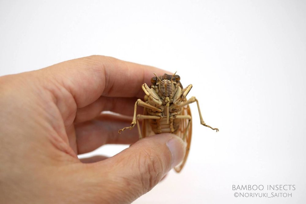 Intricate Life Like Insect Sculptures Made From Bamboo By Noriyuki Saitoh 2