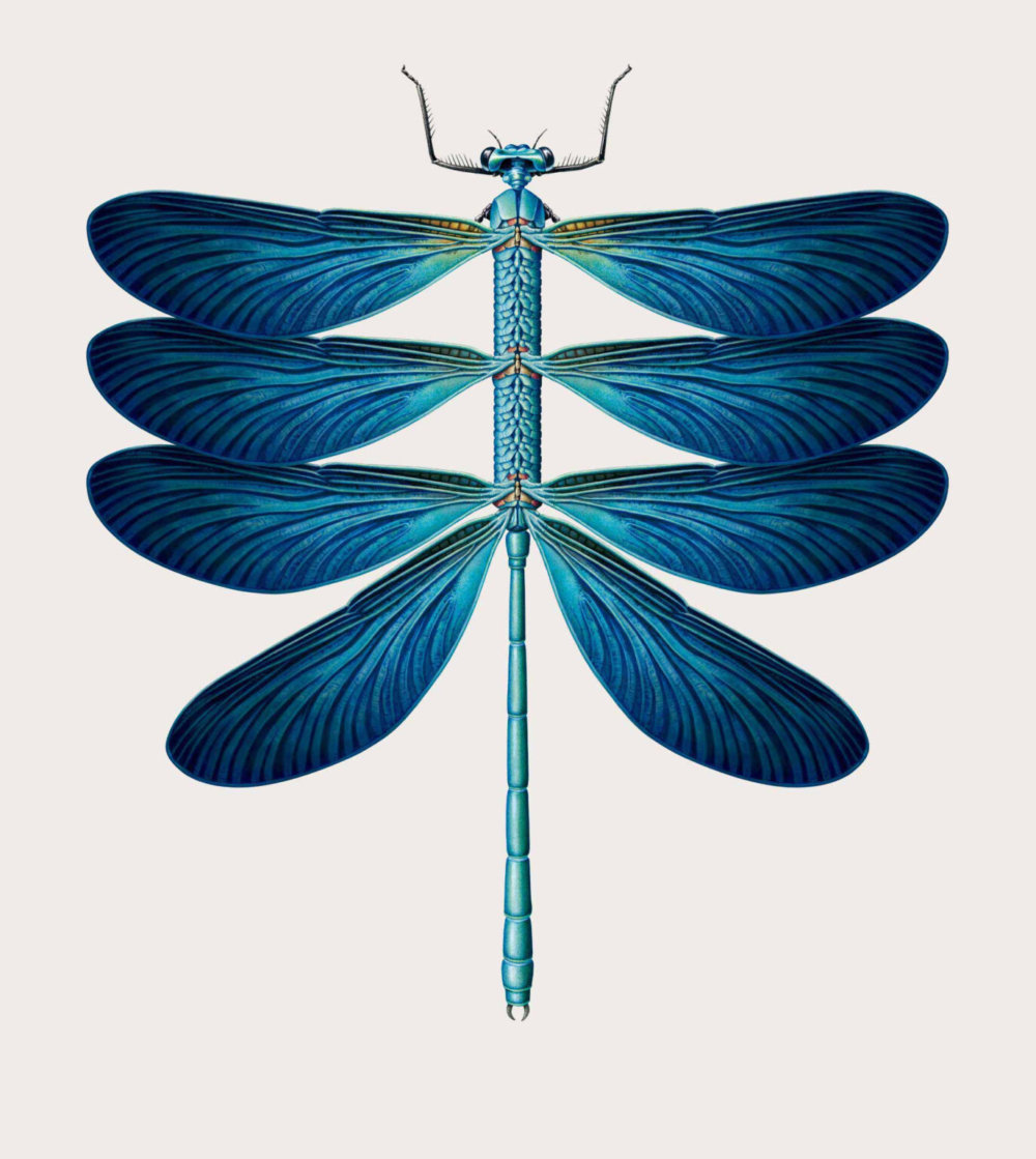 The Creative Specimens Hybrid Creatures Of Animals Insects And Plants In Lush Vintage Style Illustrations By Mark Brooks 6