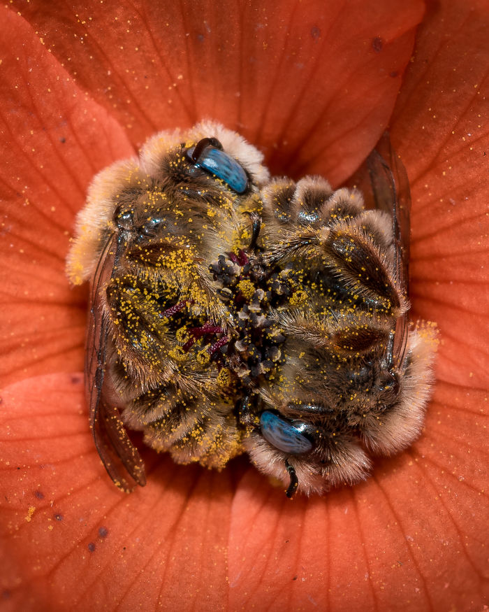 Beautiful Photograph Of Two Bees Sleeping In A Flower By Joe Neely 06