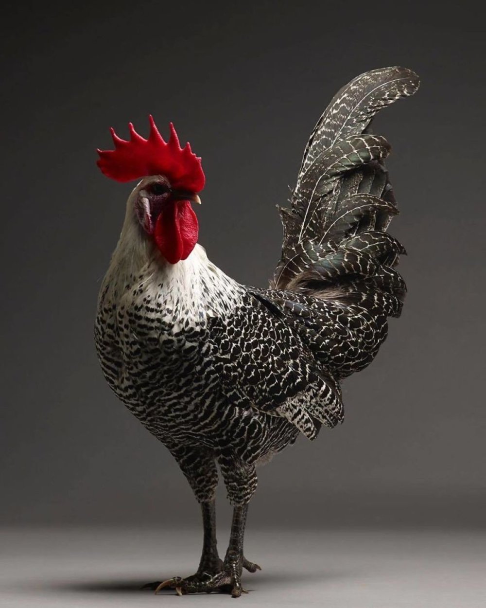 CHICken: superb chicken portraits by Moreno Monti and Matteo Tranchellini