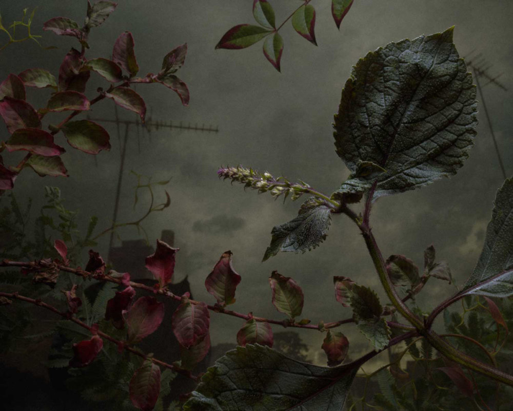 Botanical Inquiry Photographic Series By Daniel Shipp 7