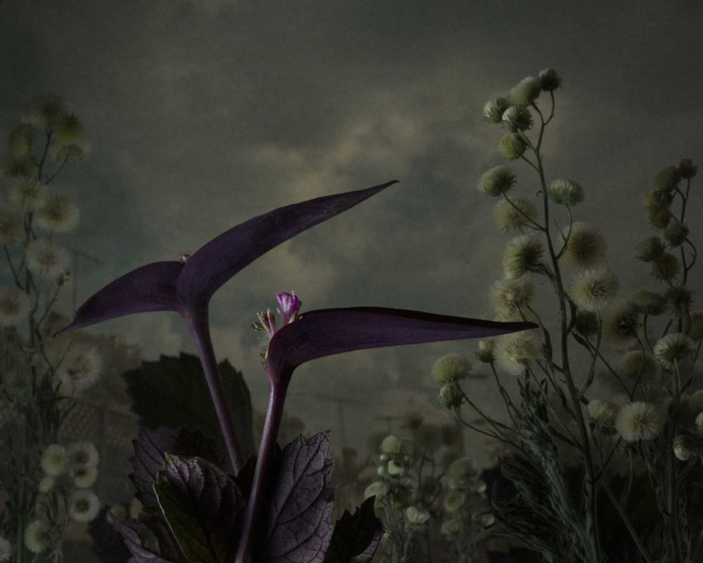 Botanical Inquiry Photographic Series By Daniel Shipp 9