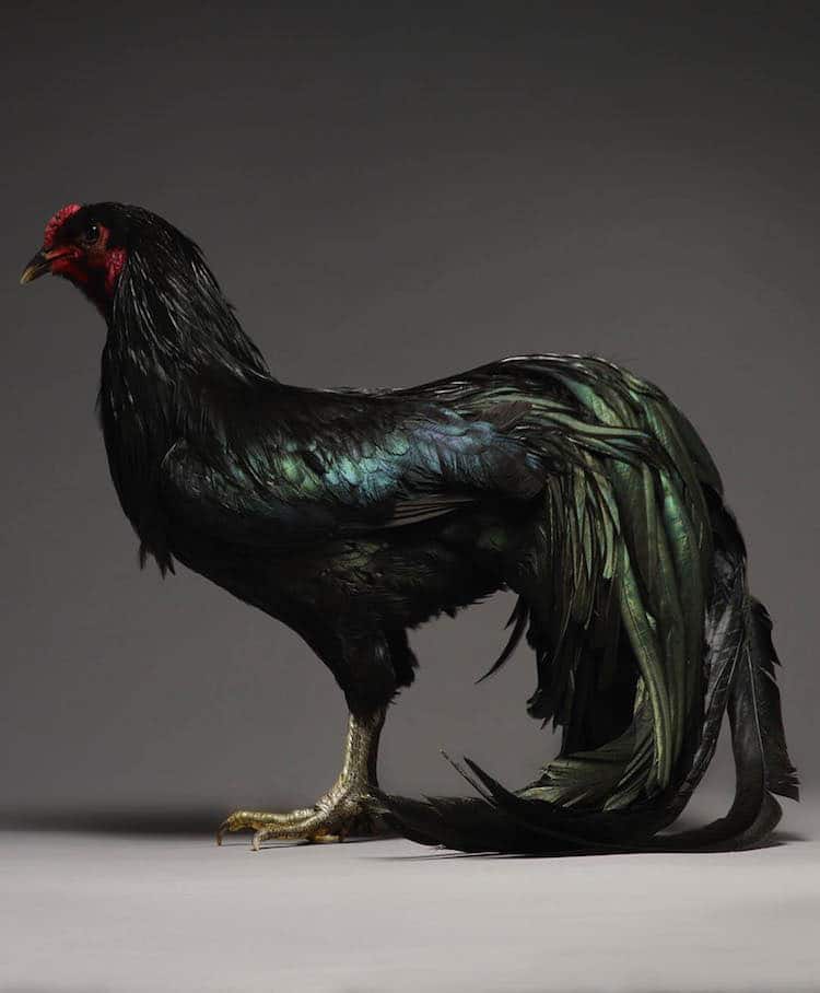 Chicken Superb Chicken Portraits By Moreno Monti And Matteo Tranchellini 10