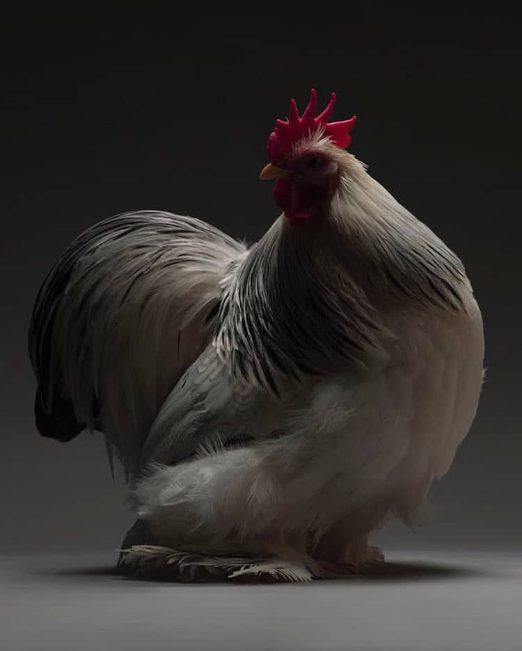 Chicken Superb Chicken Portraits By Moreno Monti And Matteo Tranchellini 14
