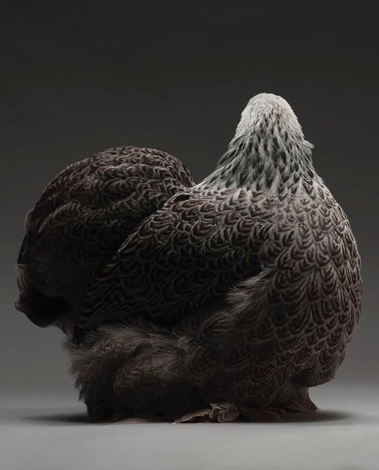 Chicken Superb Chicken Portraits By Moreno Monti And Matteo Tranchellini 16