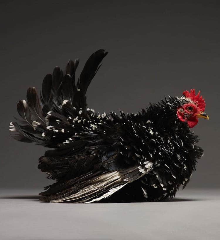 Chicken Superb Chicken Portraits By Moreno Monti And Matteo Tranchellini 18