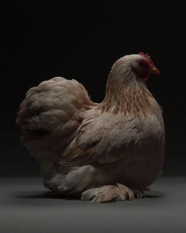 Chicken Superb Chicken Portraits By Moreno Monti And Matteo Tranchellini 22