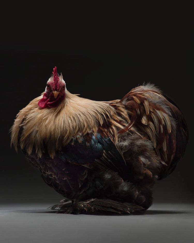 Chicken Superb Chicken Portraits By Moreno Monti And Matteo Tranchellini 23