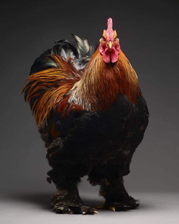 Chicken Superb Chicken Portraits By Moreno Monti And Matteo Tranchellini 25