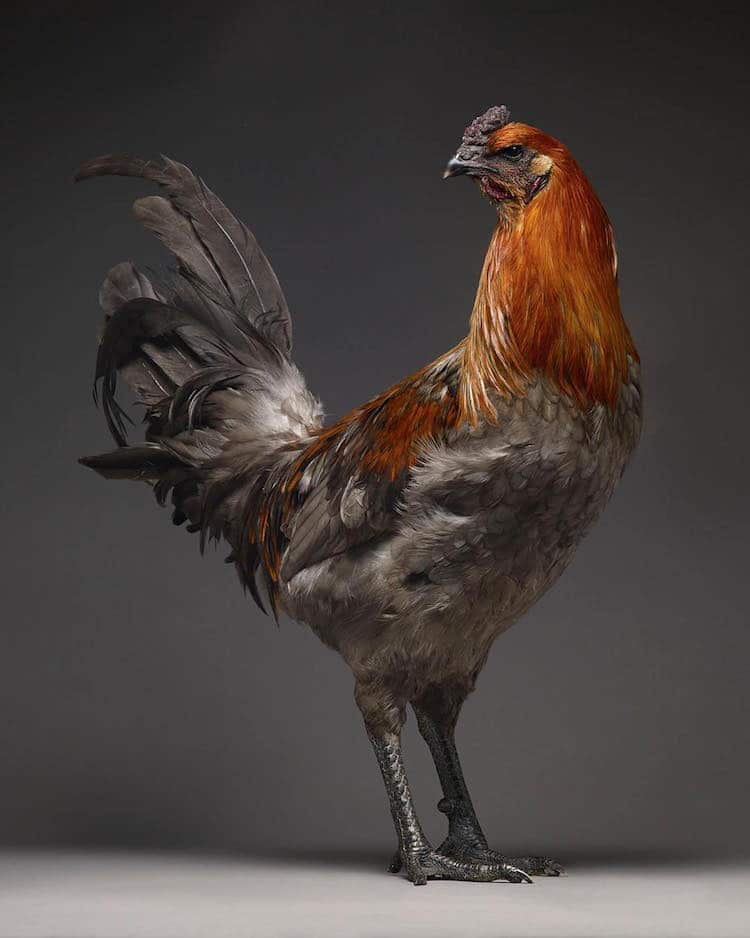 Chicken Superb Chicken Portraits By Moreno Monti And Matteo Tranchellini 4