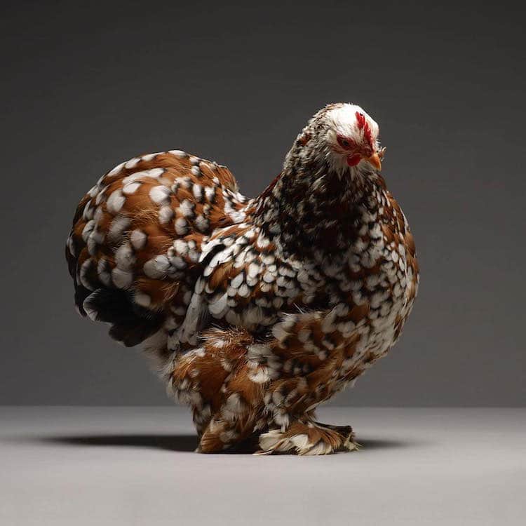 Chicken Superb Chicken Portraits By Moreno Monti And Matteo Tranchellini 5