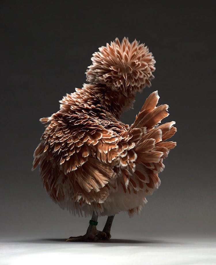 Chicken Superb Chicken Portraits By Moreno Monti And Matteo Tranchellini 6