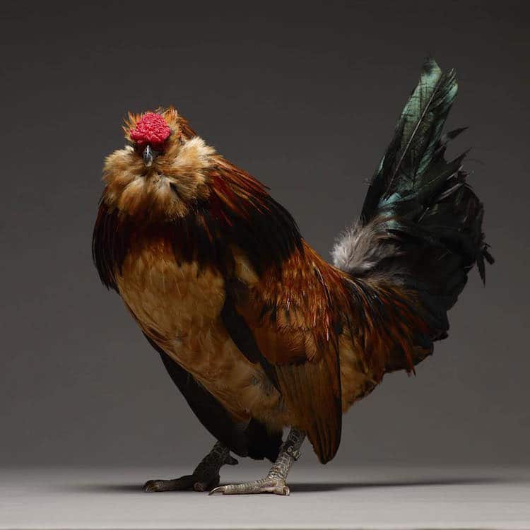 Chicken Superb Chicken Portraits By Moreno Monti And Matteo Tranchellini 7