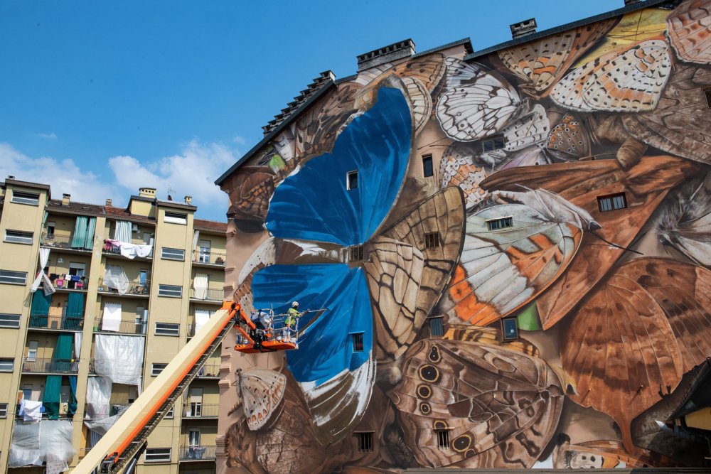 Giant 3d Photo Realistic Murals Of Butterflies By Mantra 4