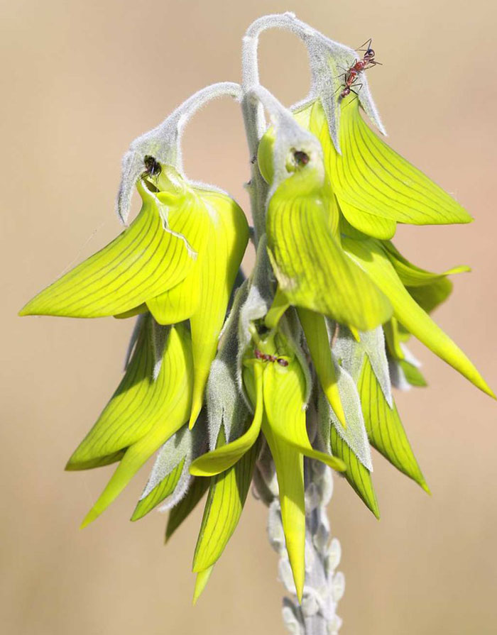 Amazing Plant With Flowers That Look Like Hummingbirds Atlas Of Living Australia