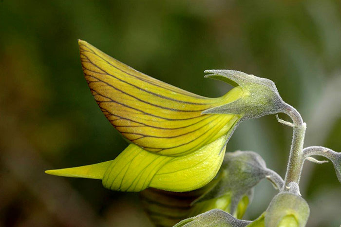 Amazing Plant With Flowers That Look Like Hummingbirds D Blumer