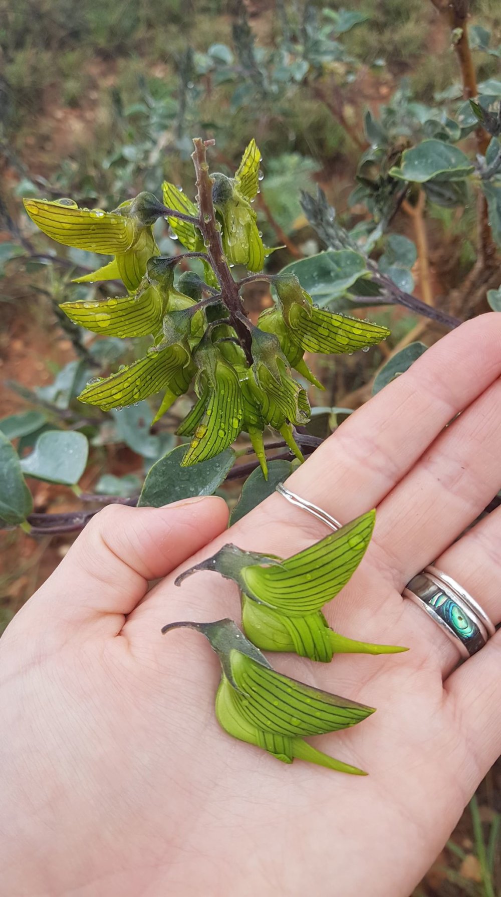 Amazing Plant With Flowers That Look Like Hummingbirds Octopusprime