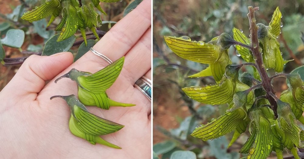 Crotalaria: the incredible plant with flowers that look like hummingbirds — Visualflood Magazine