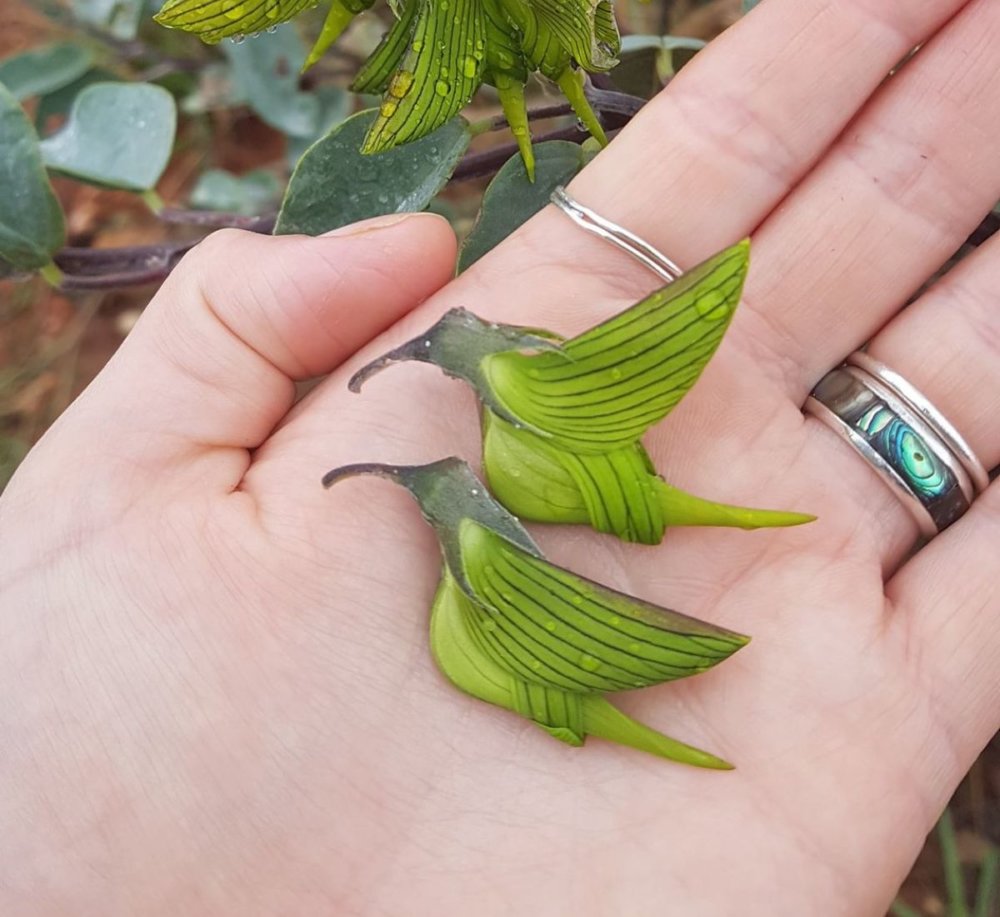 Crotalaria: the incredible plant with flowers that look like hummingbirds