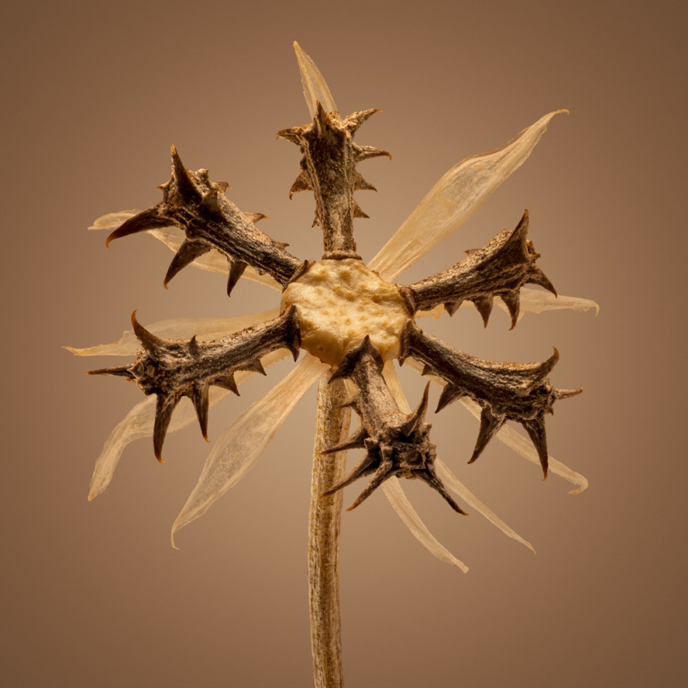 Hitchhikers Thorn And Bur Seeds In Macro Photography By Dillon Marsh 12