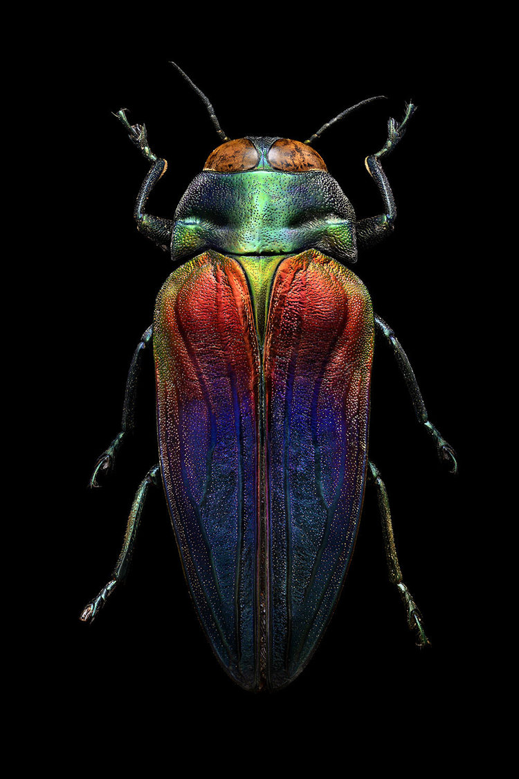 Microsculpture stunning macro photographs of colorful insects by Levon Biss 14