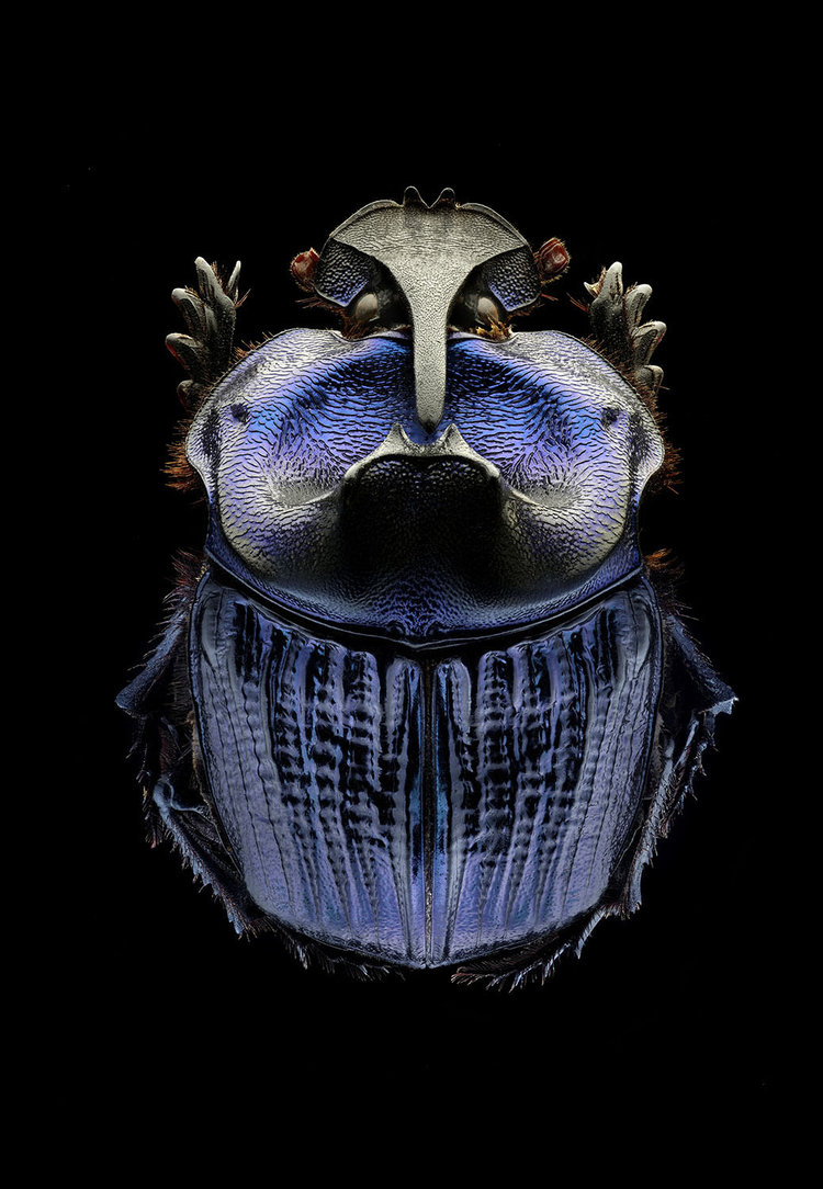 Microsculpture stunning macro photographs of colorful insects by Levon Biss 15