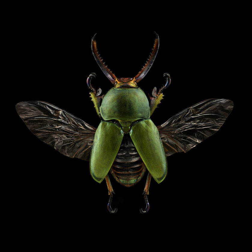 Macro Insects Visual Levon Biss: macro photography of colorful insects