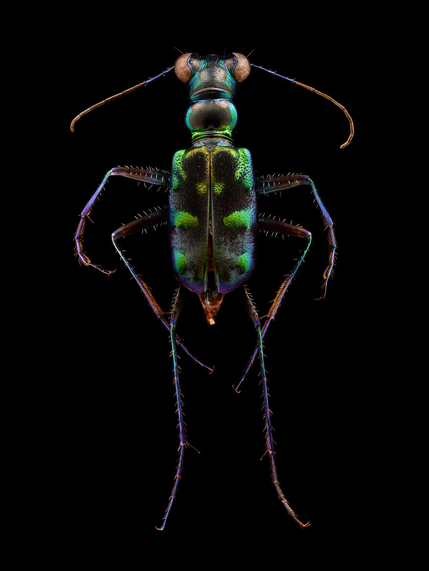 Microsculpture Stunning Macro Photographs Of Colorful Insects By Levon Biss 6