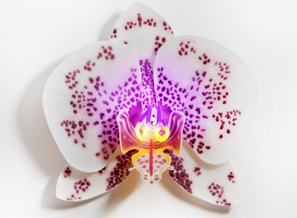 Delicate Orchid Glass Sculptures With Neon Lights By Laura Hart 6