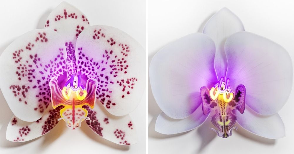 Delicate Orchid Glass Sculptures With Neon Lights By Laura Hart Sharecover