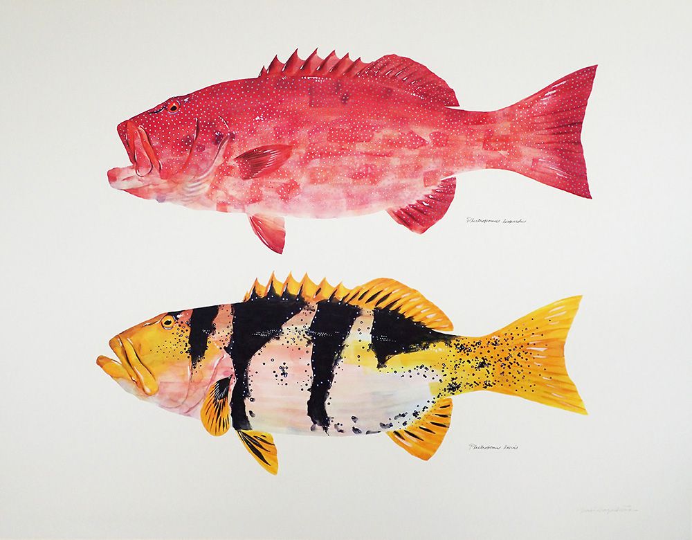 Gorgeous Marine Animal Watercolors By Yusei Nagashima 11