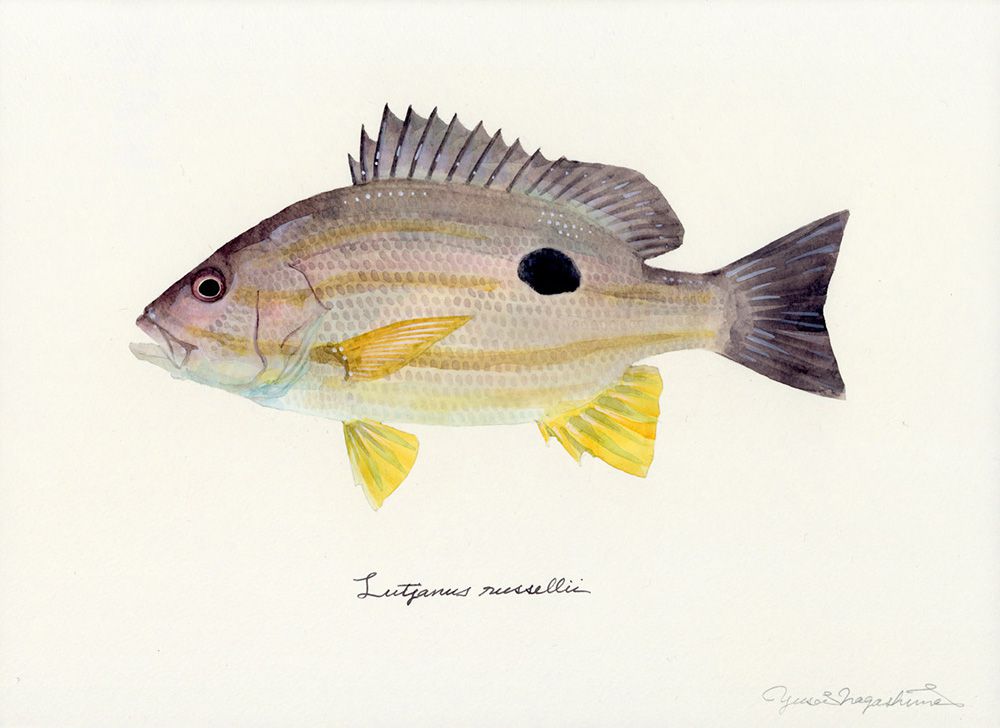 Gorgeous Marine Animal Watercolors By Yusei Nagashima 12