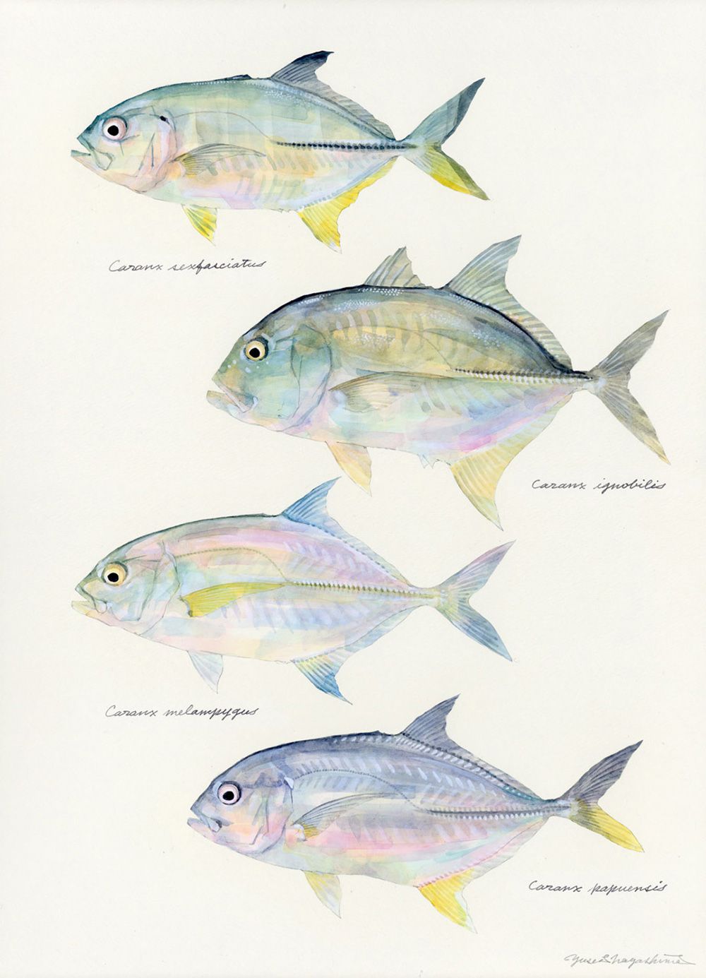 Gorgeous Marine Animal Watercolors By Yusei Nagashima 14