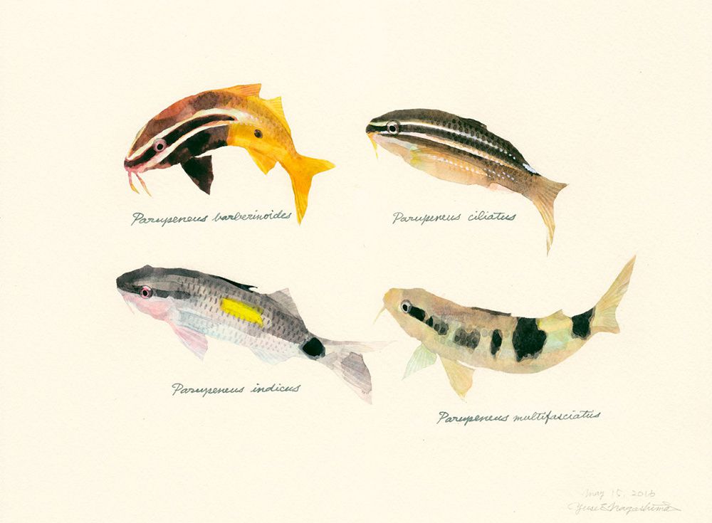 Gorgeous Marine Animal Watercolors By Yusei Nagashima 1
