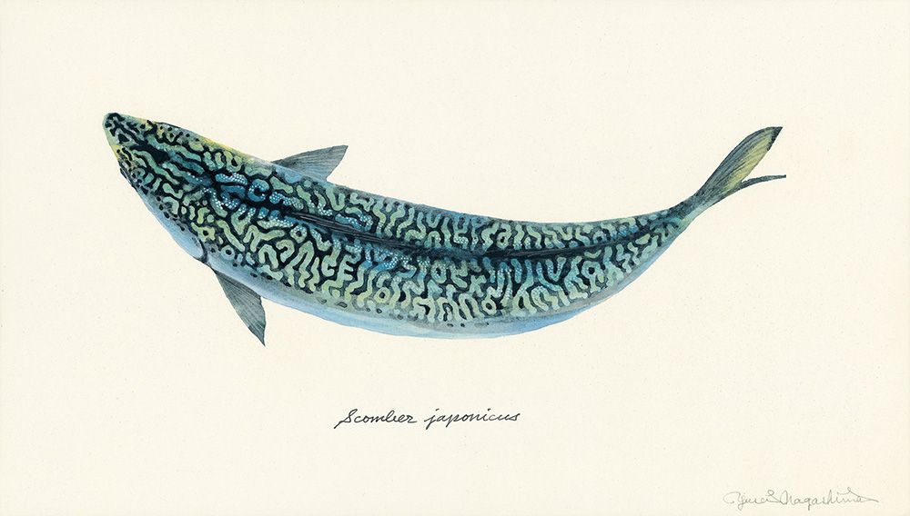Gorgeous Marine Animal Watercolors By Yusei Nagashima 17