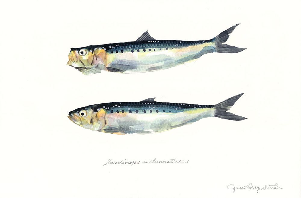 Gorgeous Marine Animal Watercolors By Yusei Nagashima 19