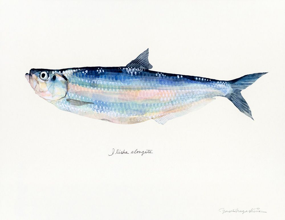 Gorgeous Marine Animal Watercolors By Yusei Nagashima 4