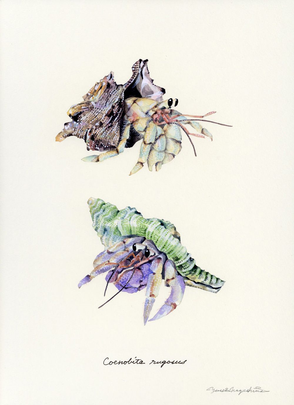 Gorgeous Marine Animal Watercolors By Yusei Nagashima 5