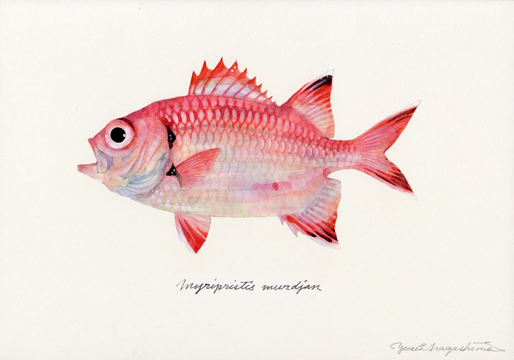 Gorgeous Marine Animal Watercolors By Yusei Nagashima 6