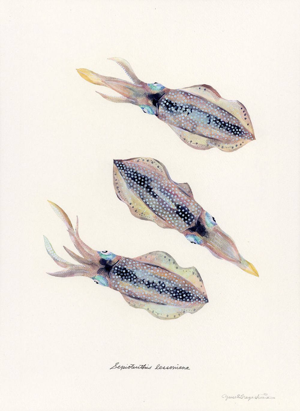 Gorgeous Marine Animal Watercolors By Yusei Nagashima 8