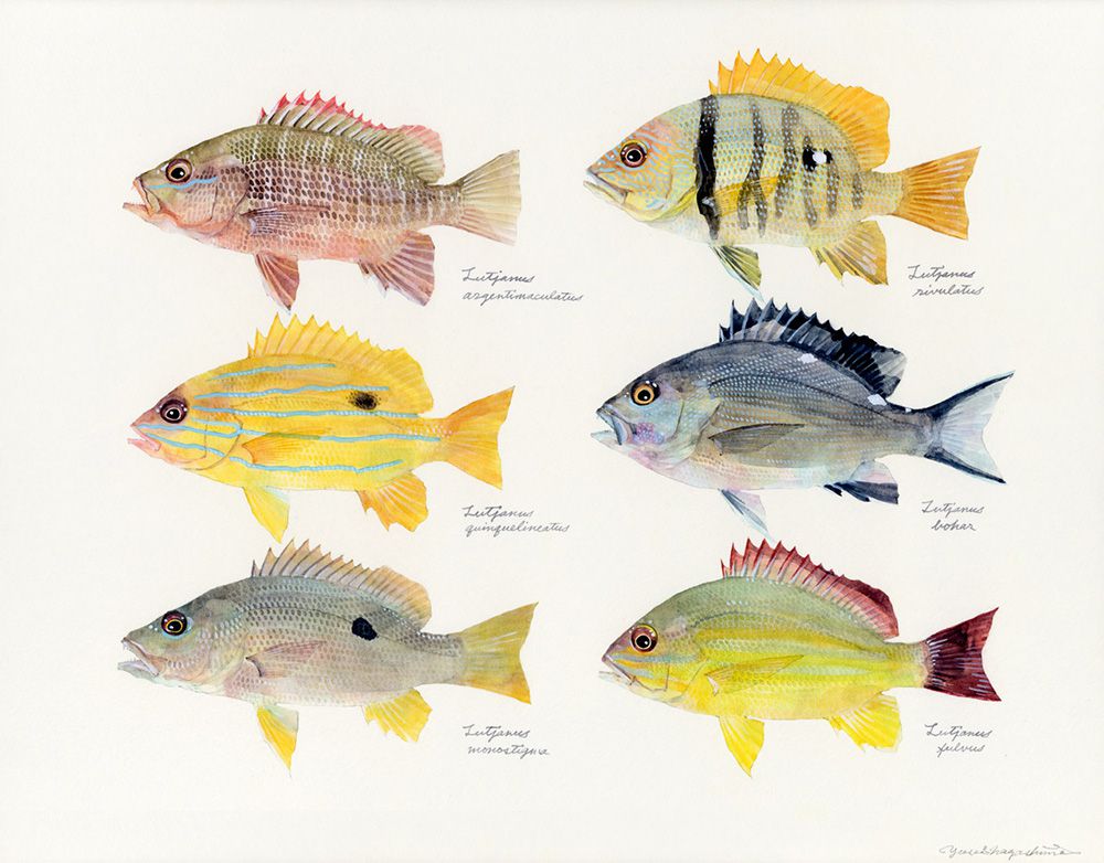 Gorgeous Marine Animal Watercolors By Yusei Nagashima 9