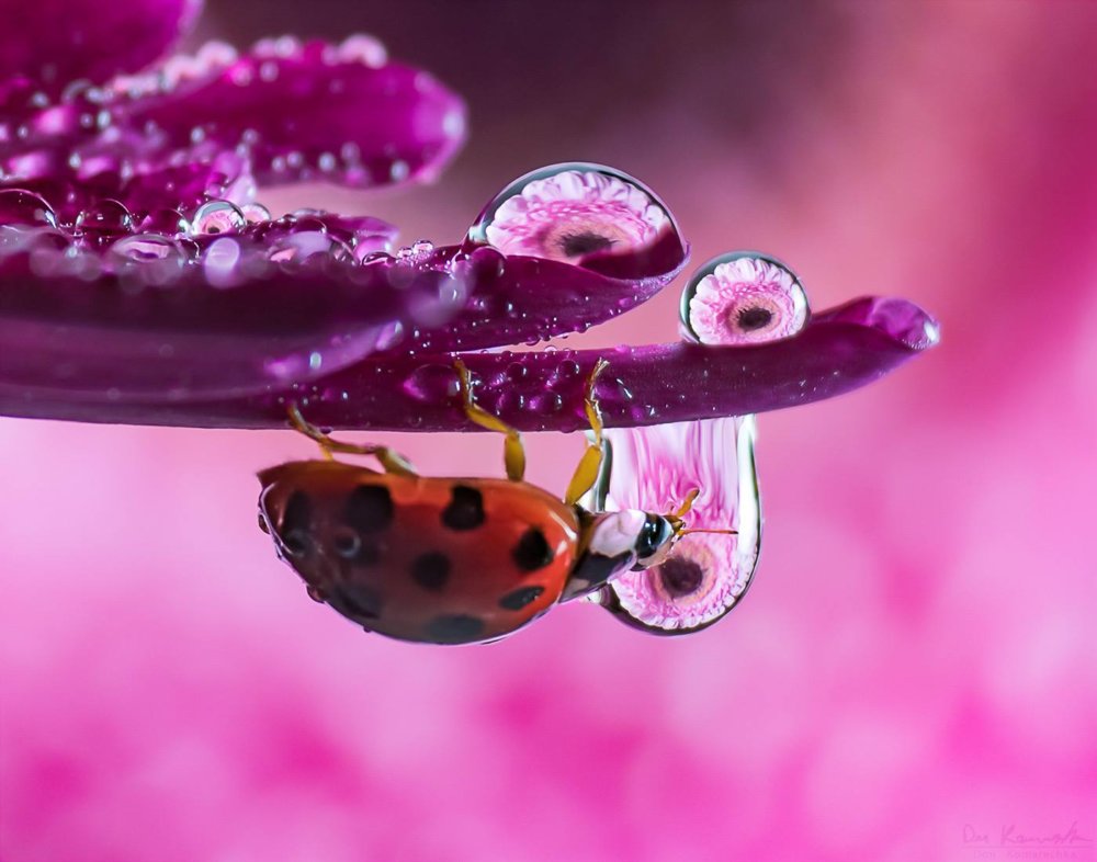 Hypnotizing water droplet macro photographs by Don Komarechka
