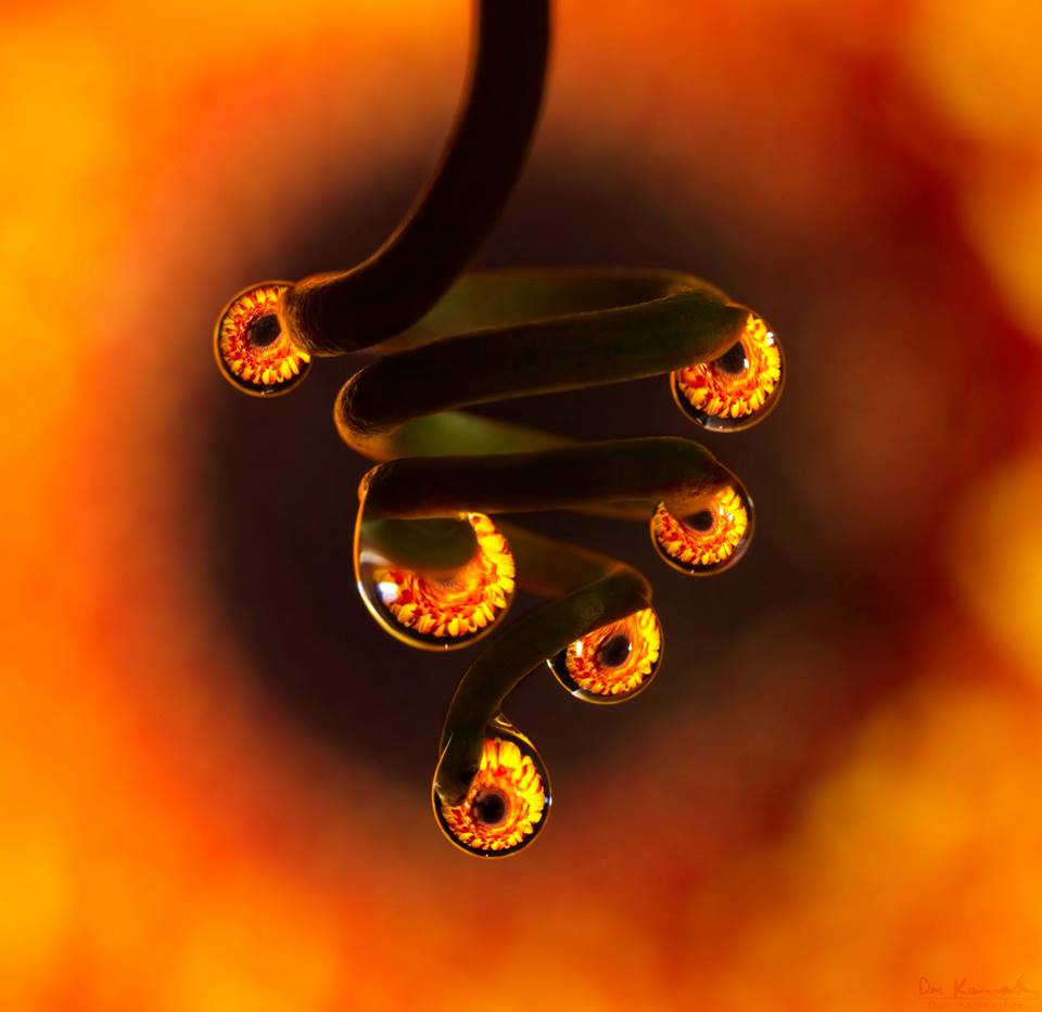 Hypnotizing Water Droplet Macro Photographs By Don Komarechka 5
