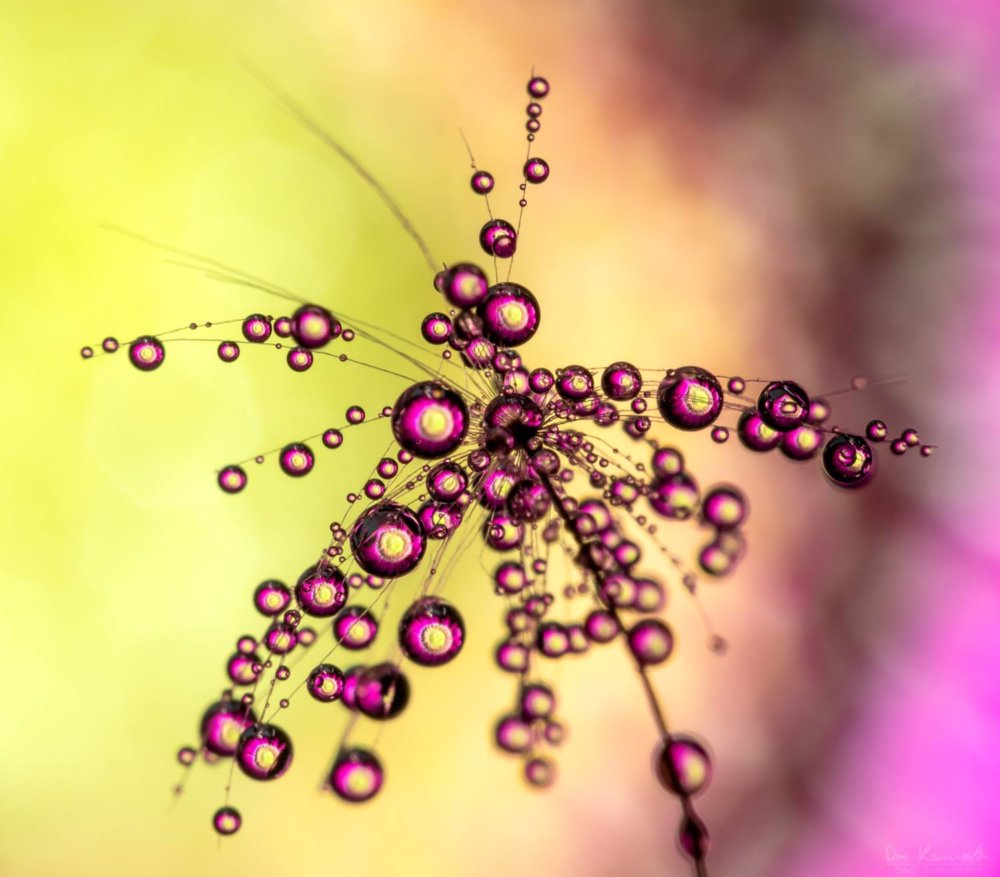 Hypnotizing Water Droplet Macro Photographs By Don Komarechka 6