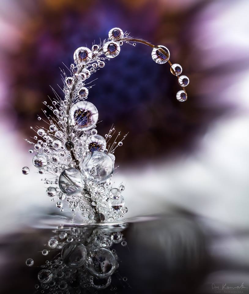 Hypnotizing Water Droplet Macro Photographs By Don Komarechka 7