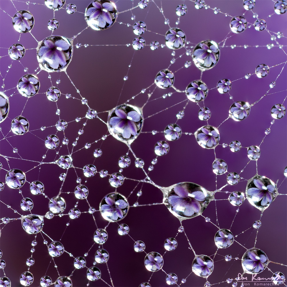 Hypnotizing Water Droplet Macro Photographs By Don Komarechka 8