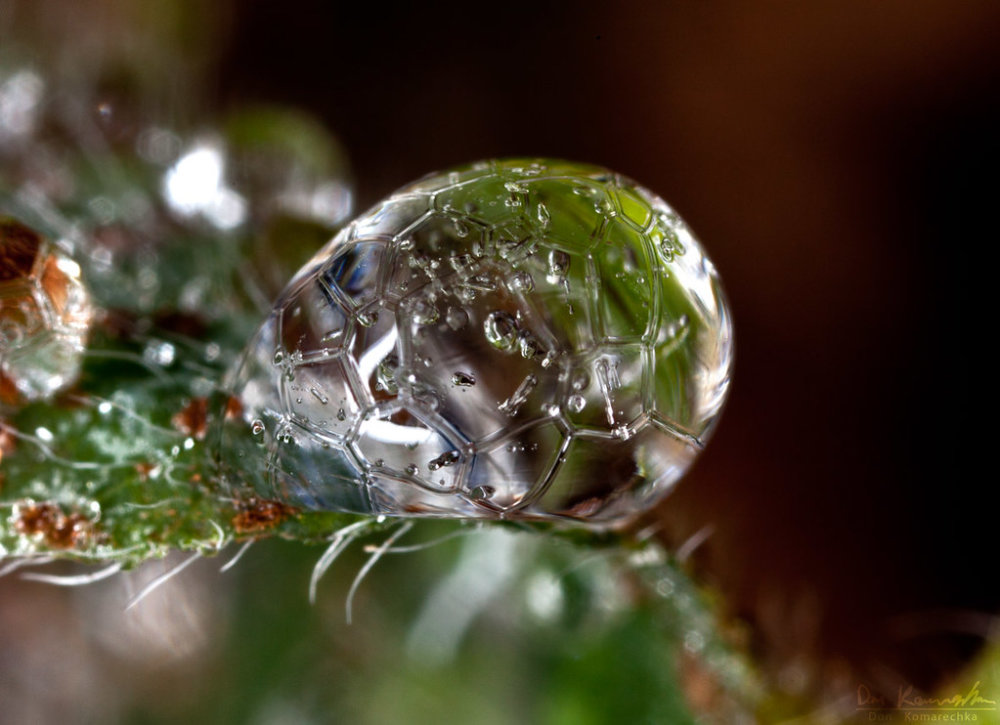 Hypnotizing Water Droplet Macro Photographs By Don Komarechka 9