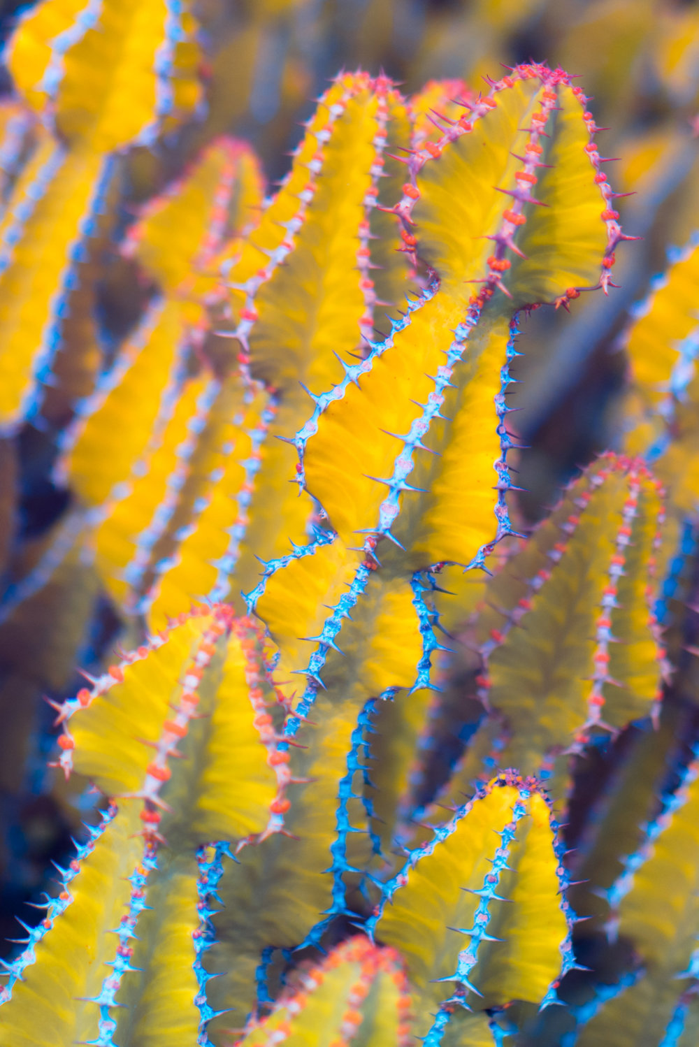 Suprachromacy Stunning Infrared Macro Photographs Of Canary Island Plants By Marcus Wendt 1