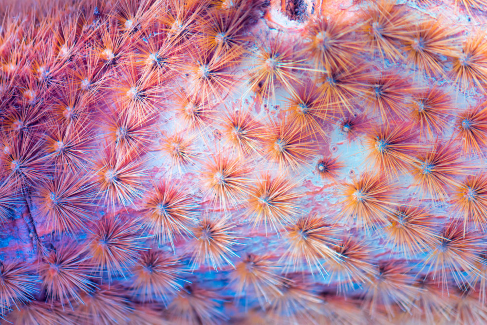 Suprachromacy Stunning Infrared Macro Photographs Of Canary Island Plants By Marcus Wendt 10